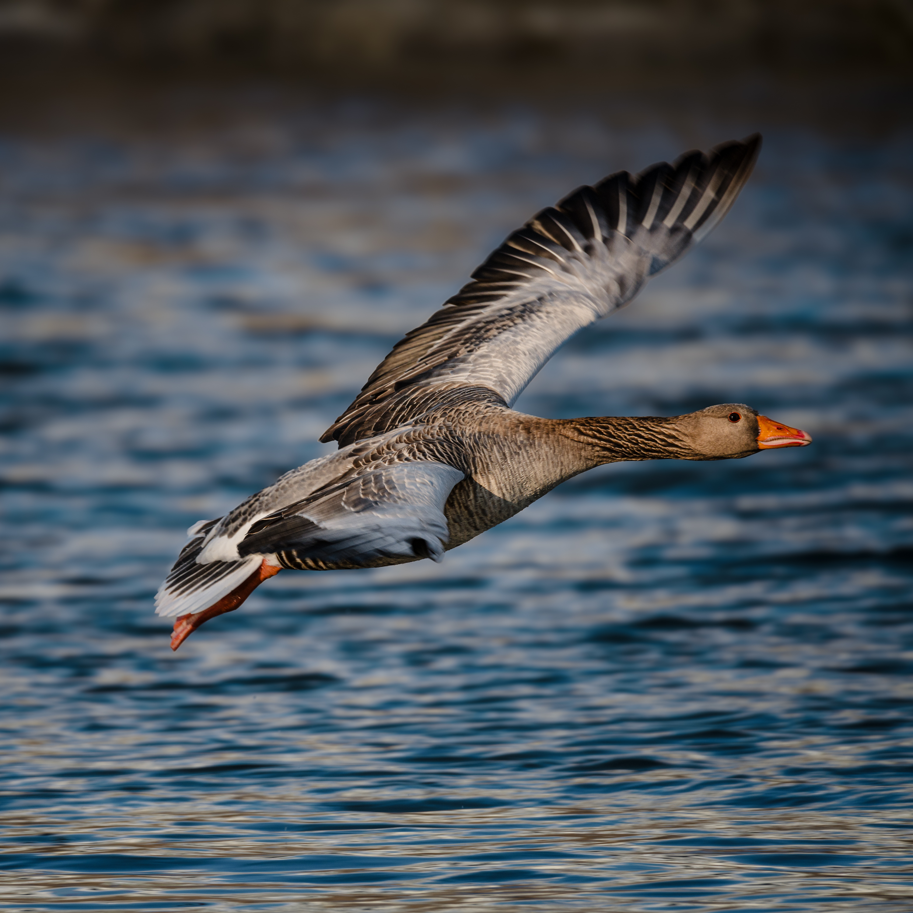 Isar Thalkirchen   2069